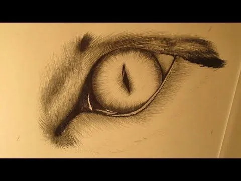 Cómo dibujar el ojo de un gato a lápiz paso a paso - YouTube