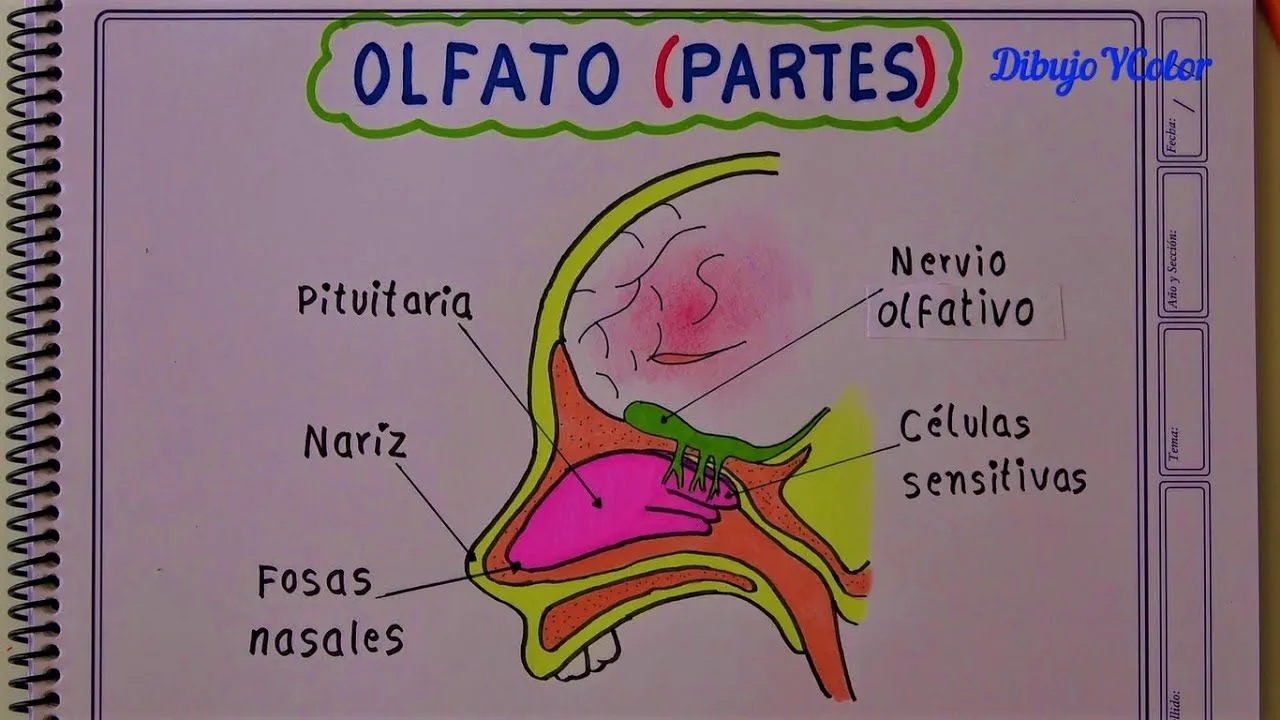 Como dibujar el OLFATO INTERNO y sus partes / SENTIDOS - YouTube