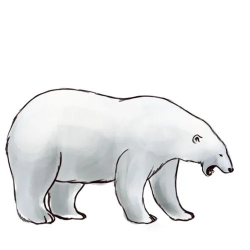 Cómo dibujar un oso polar: 5 pasos (con fotos) - wikiHow