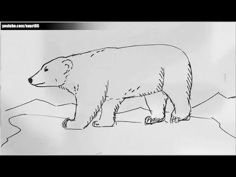 Como dibujar un oso polar - YouTube