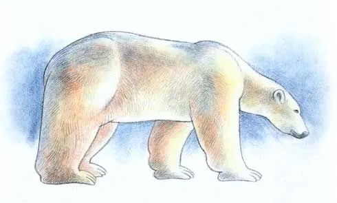 Dibujar los osos polares | Dessiner la vie
