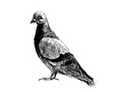 Como dibujar una paloma - How to draw a pigeon - YouTube