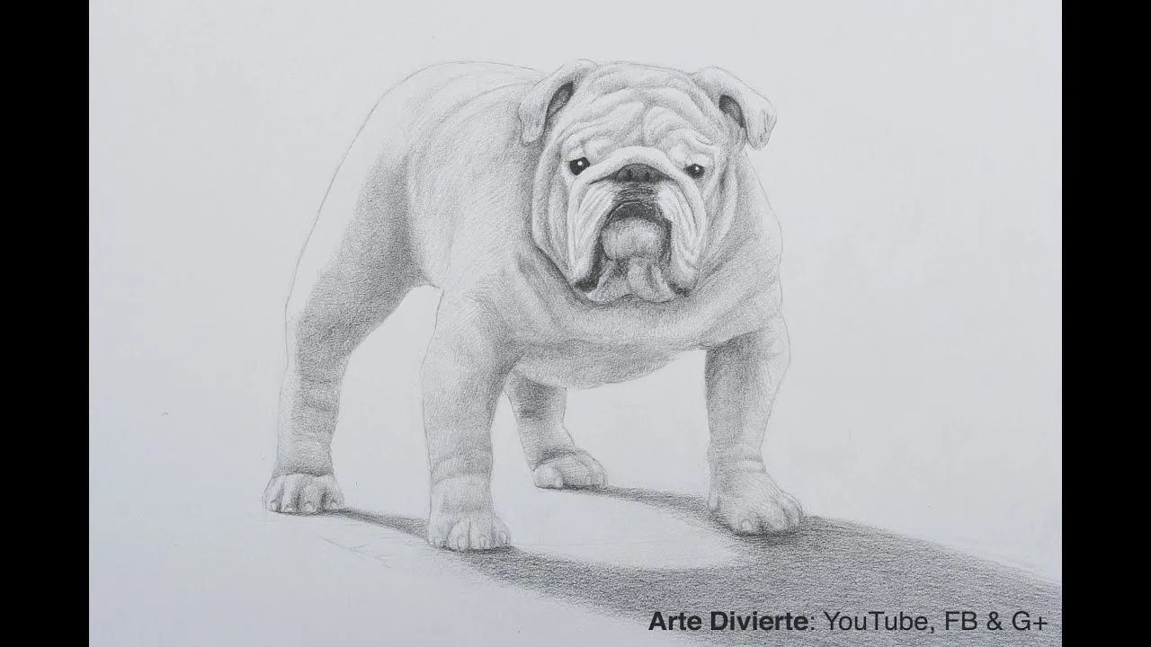 Cómo dibujar un perro bulldog a lápiz - YouTube Cómo dibujar un perro bulldog a lápiz - YouTube