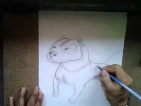 Como dibujar un perro pitbull paso a paso a lápiz - Imagui