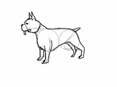 Como dibujar perros pitbull paso a paso - Imagui