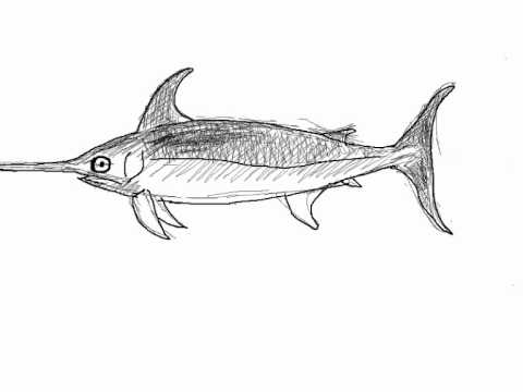 Cómo dibujar un pez espada - Dibujos de animales - YouTube