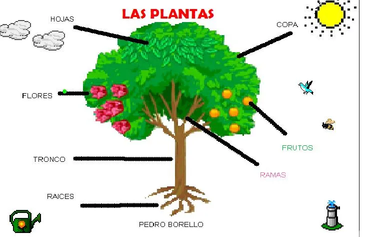 Dibujos para explicar las partes de una planta - Imagui