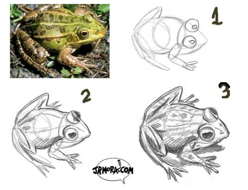 Cómo dibujar una rana | JRMora, humor gráfico