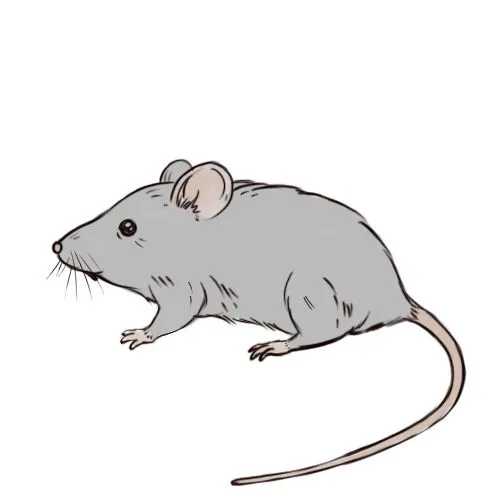 Cómo dibujar un ratón: 7 pasos (con fotos) - wikiHow