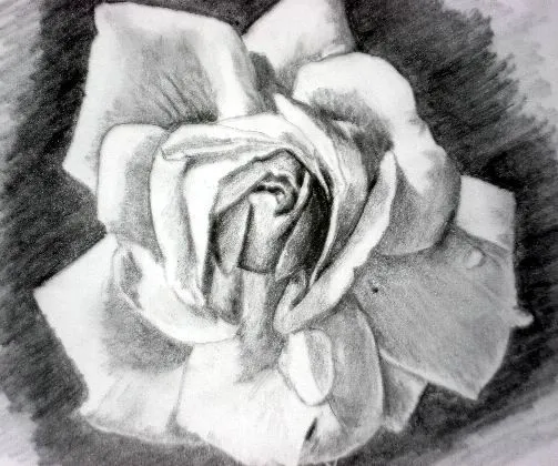 Cómo dibujar una rosa: Pasos y mejores técnicas de dibujo Cómo dibujar una rosa: Pasos y mejores técnicas de dibujo