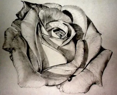 Cómo dibujar una rosa: Pasos y mejores técnicas de dibujo Cómo dibujar una rosa: Pasos y mejores técnicas de dibujo