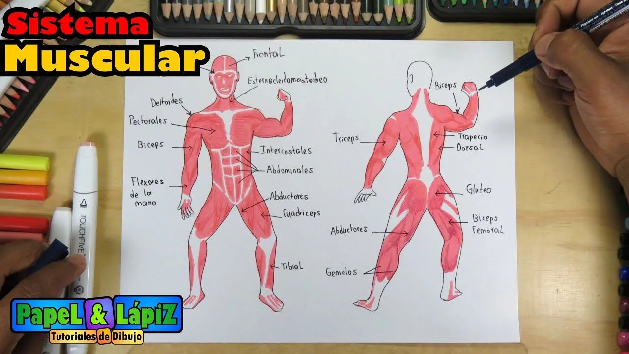 Cómo dibujar el Sistema Muscular humano / Aparato locomotor - YouTube