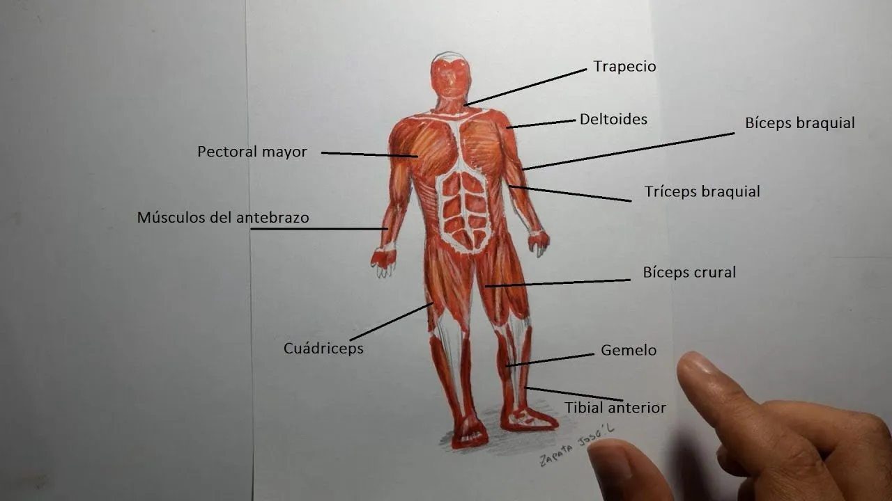 Cómo dibujar el Sistema Muscular humano | Aparato locomotor - YouTube