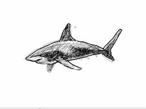 Cómo dibujar un tiburón paso a paso fácilmente - YouTube