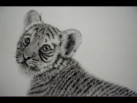 COMO DIBUJAR UN TIGRE (BEBÉ) / SOMBREAR PELO DE ANIMAL - YouTube