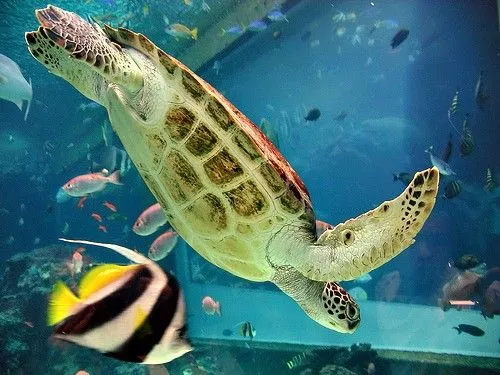 Cómo dibujar una tortuga marina: 10 pasos (con fotos)