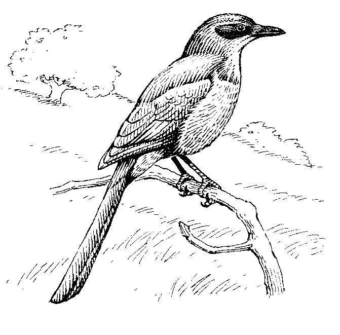 THE TURPIAL bird Colouring Pages (page 2)