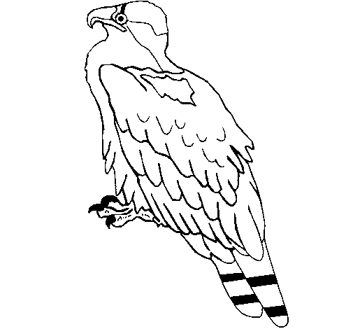 Dibujo de Águila para Colorear - Dibujos.net