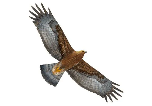 Aguila real Dibujo 2 | SEO/BirdLife