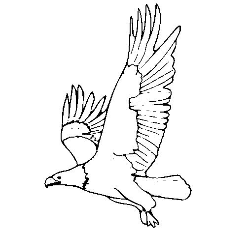 Dibujo de Águila volando para Colorear - Dibujos.net