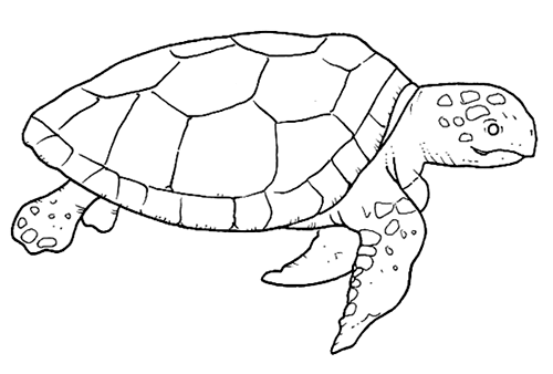 Tortuga marina dibujo - Imagui