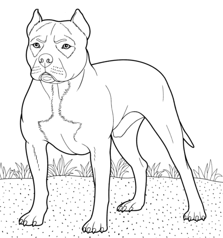 Dibujo de American Pit Bull Terrier para colorear | Dibujos para ...
