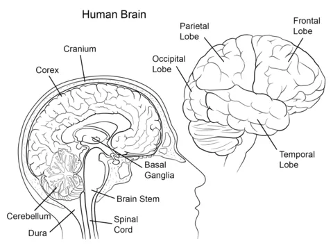 Dibujo de Anatomía del Cerebro Humano para colorear | Dibujos para ...