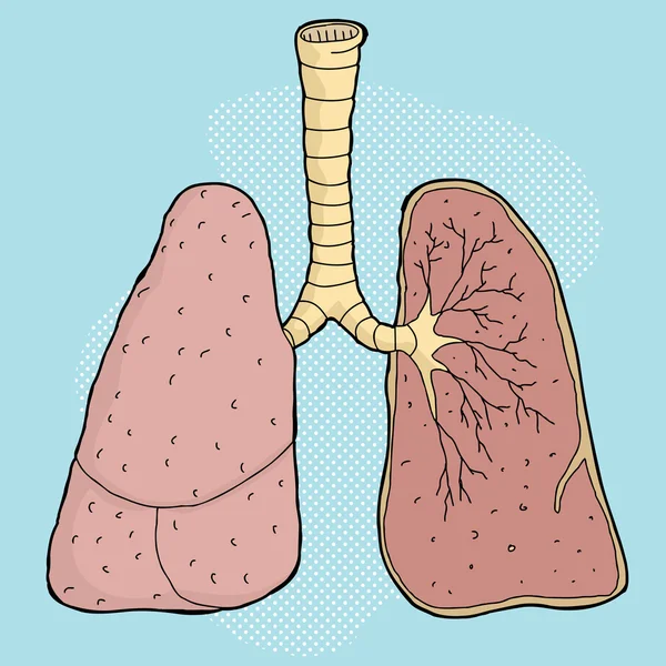 Dibujo animado de pulmones — Vector stock © theblackrhino #54516905