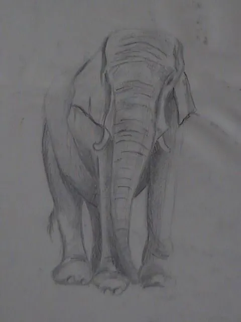 Dibujos de elefantes a lapiz - Imagui