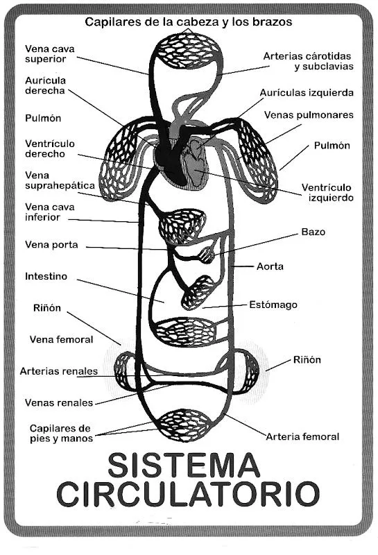 Partes del sistema circulatorio para colorear - Imagui