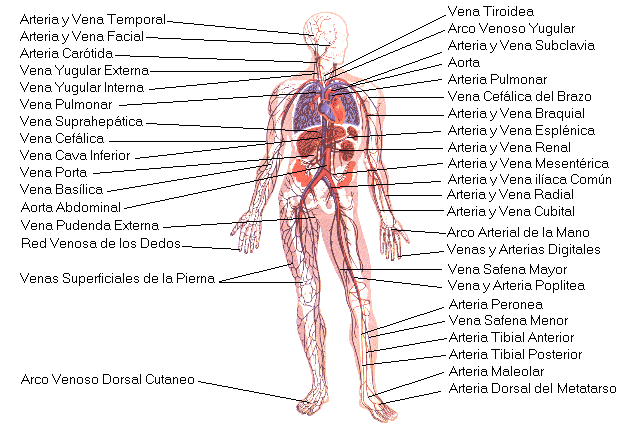 Dibujos del sistema circulatorio humáno - Imagui