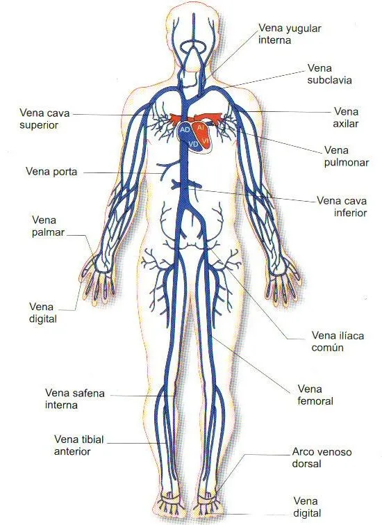 Dibujo del aparato circulatorio con sus partes - Imagui