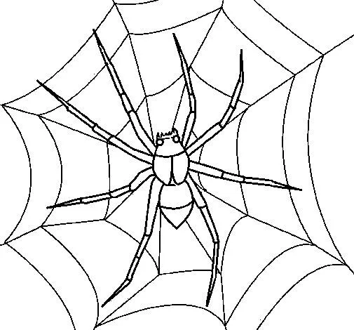 Dibujo de Araña para Colorear - Dibujos.net