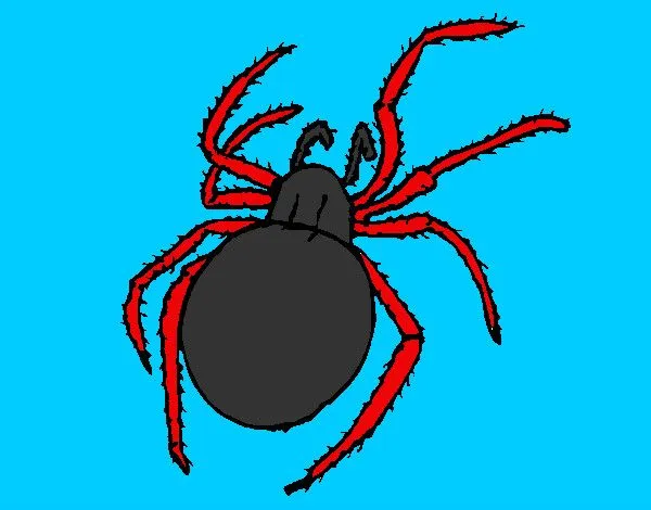 Dibujo de araña pollito pintado por Antitto en Dibujos.net el día ...