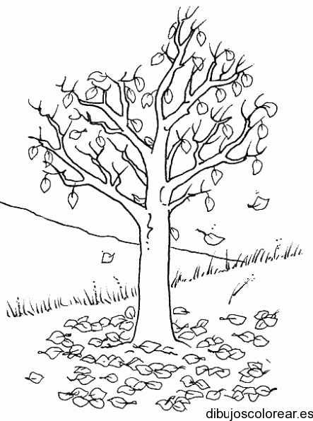 Dibujo de un árbol botando sus hojas | Dibujos para Colorear