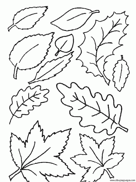Dibujo de hojas de arboles para colorear - Imagui