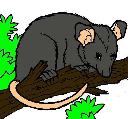 Dibujo de Ardilla possum pintado por Zarigüeya en Dibujos.net el ...