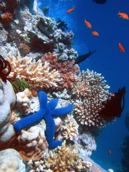 Día de Darwin 2007: los arrecifes de coral | Diario de un copépodo