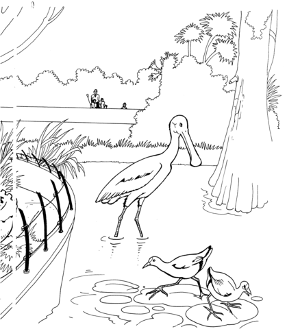 Dibujo de Un ave espátula en el zoológico para colorear | Dibujos ...