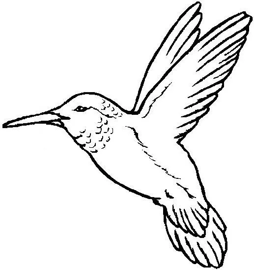 Colibri facil de dibujar - Imagui