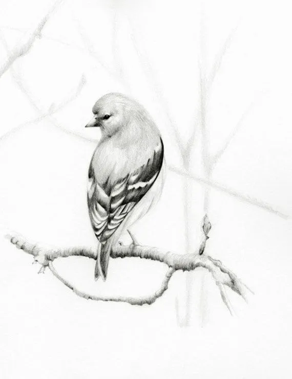 Pájaro lápiz dibujo Giclee Fine Art Print de mi por ABitofWhimsyArt Pájaro lápiz dibujo Giclee Fine Art Print de mi por ABitofWhimsyArt