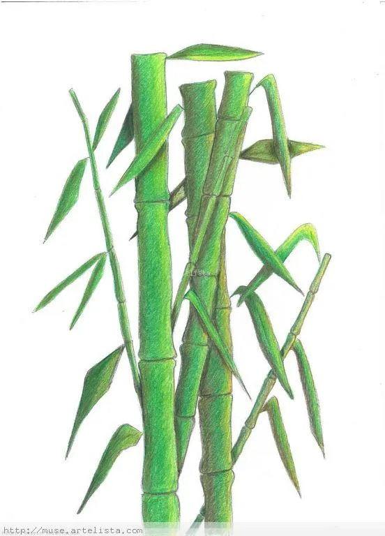 Dibujos de bambu para pintar - Imagui