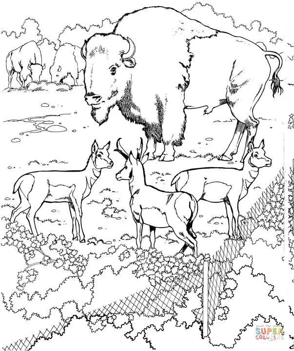 Dibujo de Bisonte en el Zoológico para colorear | Dibujos para ...