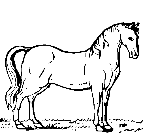 Dibujos para imprimir y colorear de caballos - Imagui