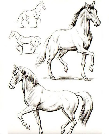 Como dibujar un caballo imagenes - Imagui