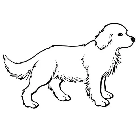 Dibujo de Cachorro de Golden Retriever para colorear | Dibujos ...