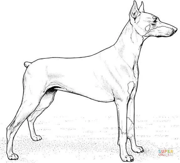 Dibujo de Cachorro de Pinscher Miniatura para colorear | Dibujos ...