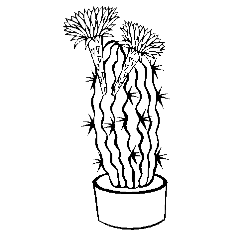 Dibujo de Cactus con flores para Colorear - Dibujos.net