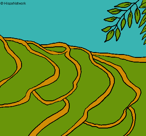Dibujo de Campos de arroz pintado por Aladino en Dibujos.net el ...