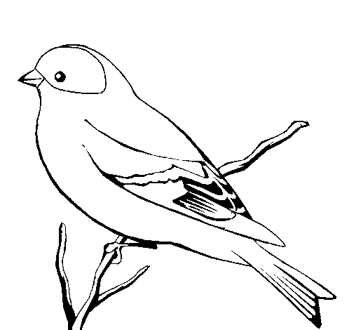 Dibujo de Canario salvaje para Colorear - Dibujos.net Dibujo de Canario salvaje para Colorear - Dibujos.net